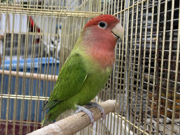 小桜インコ ポロロッカ足柄