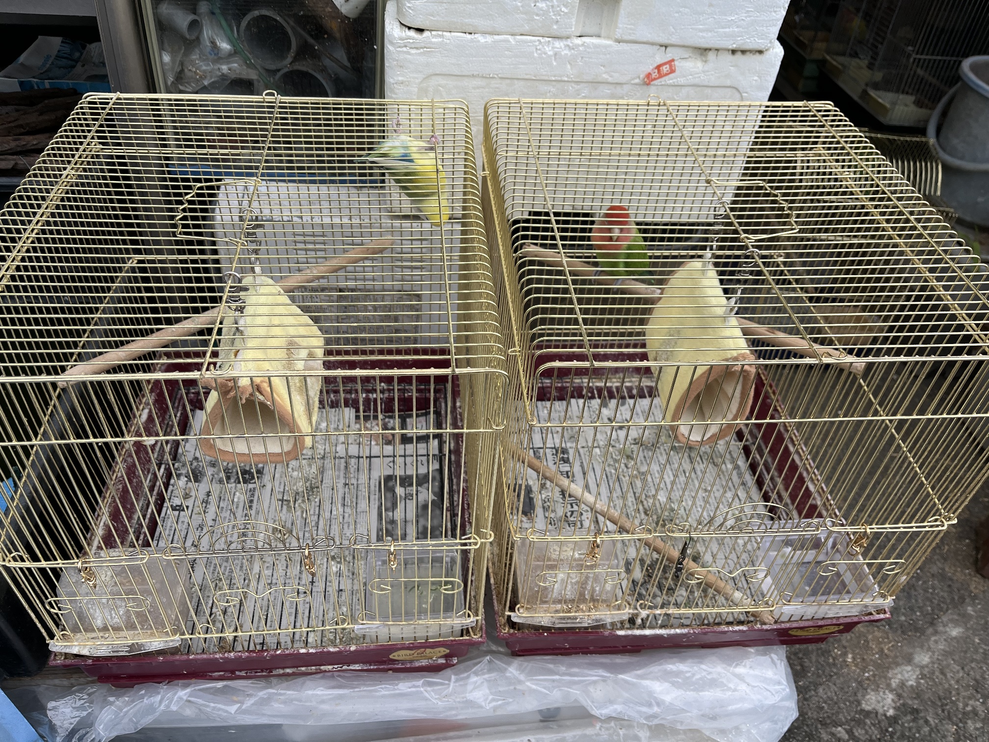 小桜インコ ポロロッカ足柄