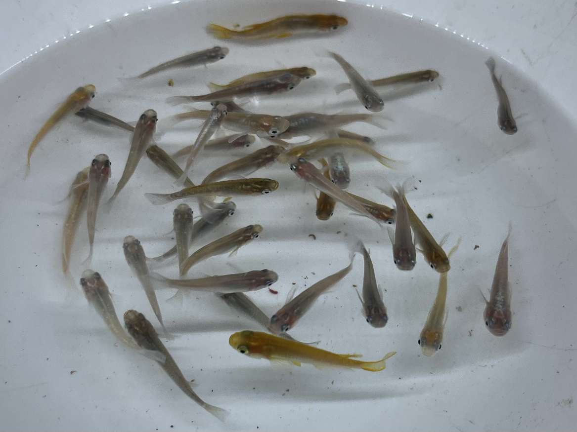 ミックスメダカ ポロロッカ足柄