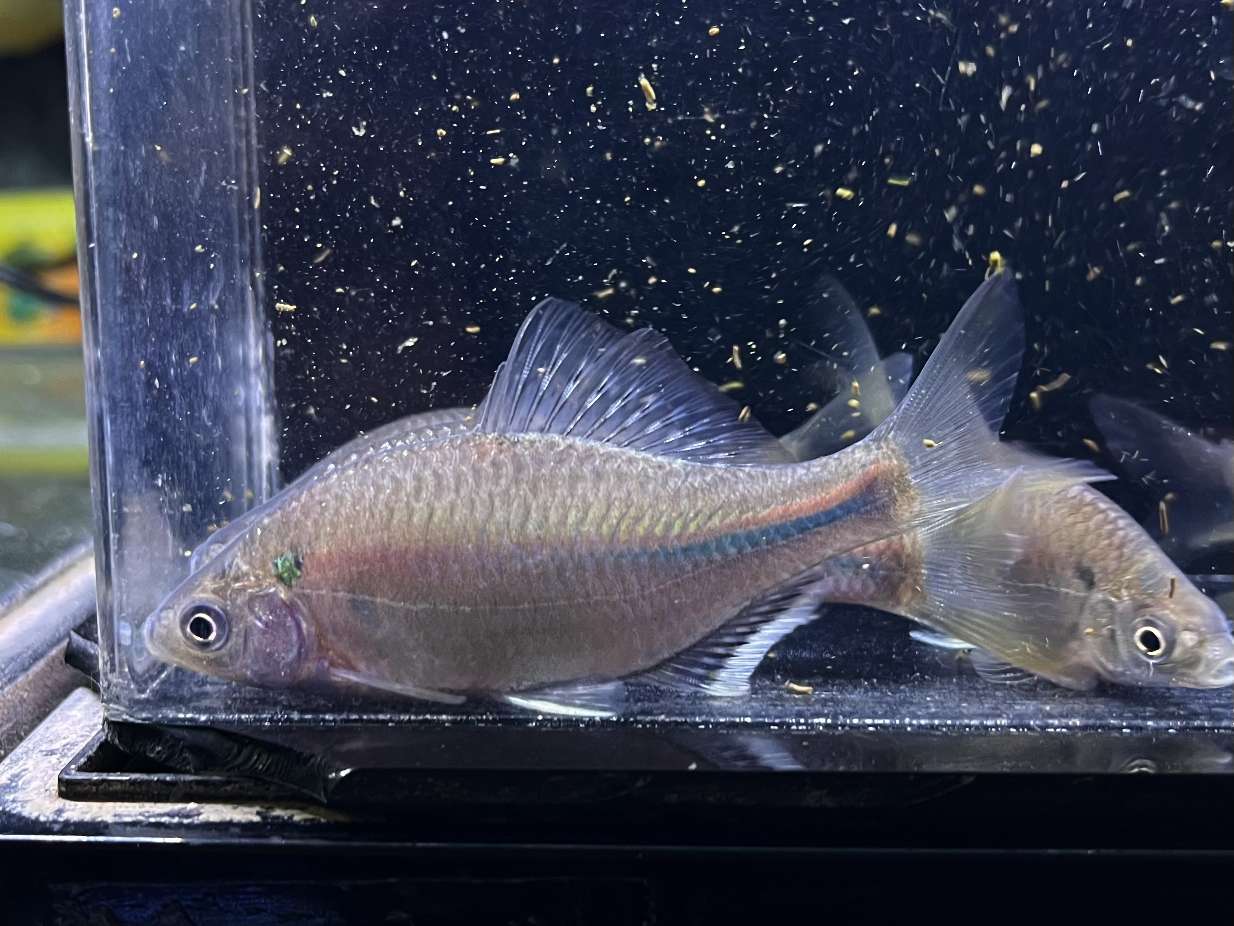 シロヒレタビラ ポロロッカ足柄