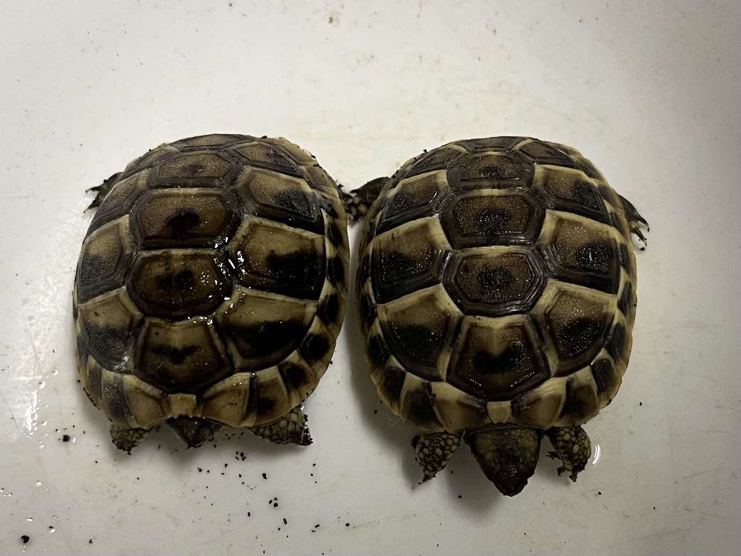 ヘルマン陸亀 ポロロッカ足柄