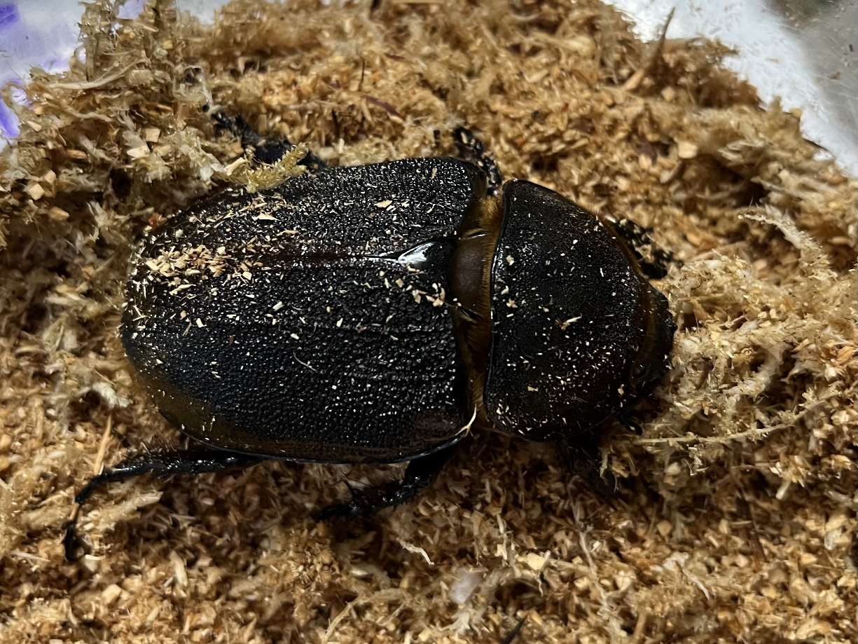 ヘラクレス リッキー♀ ポロロッカ足柄