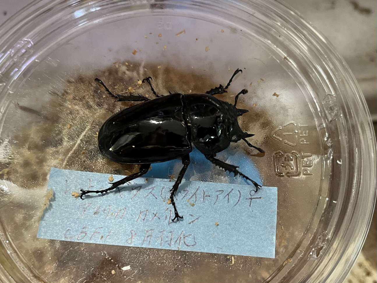 レギウスオオツヤクワガタ ポロロッカ足柄