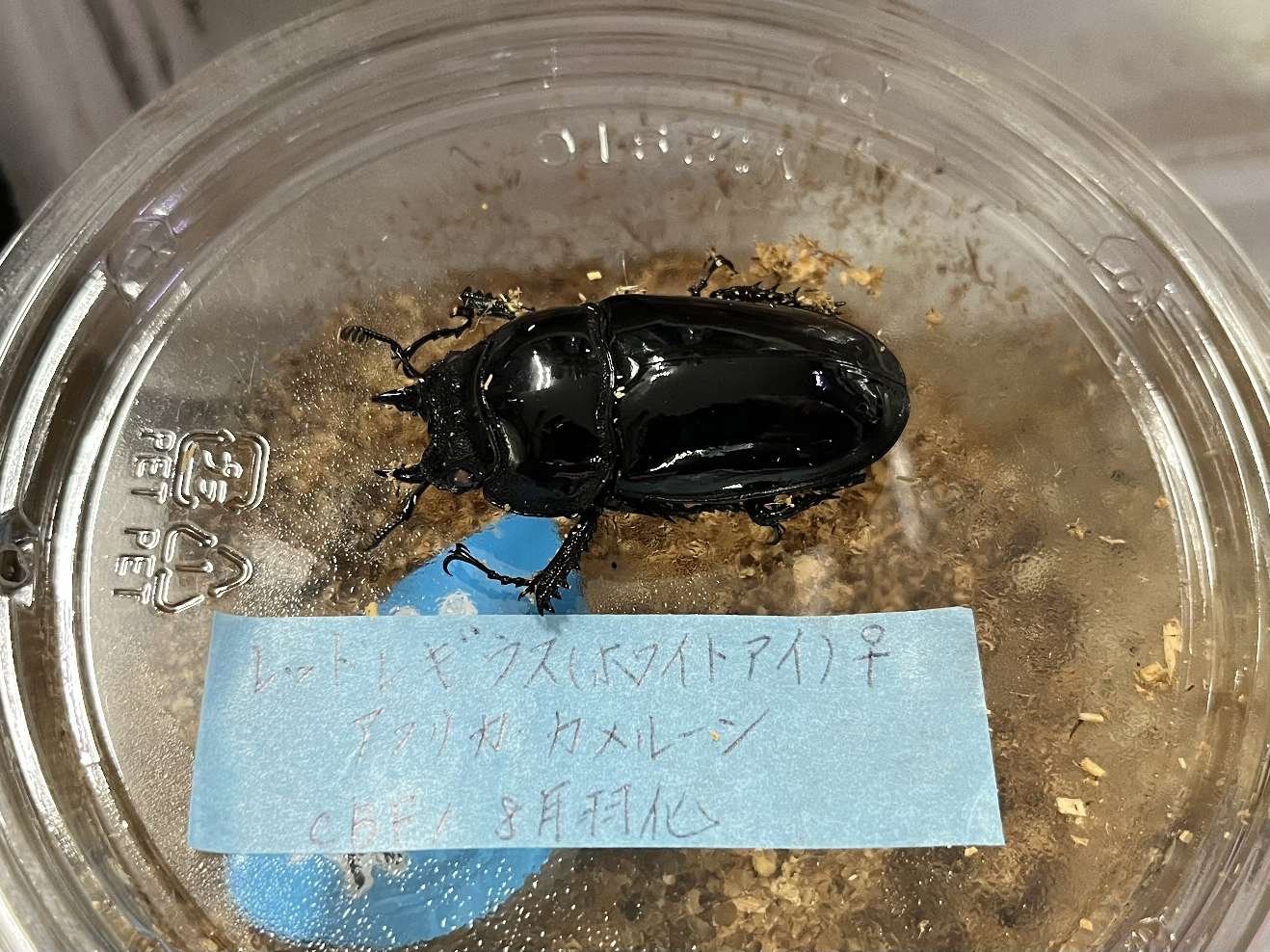 レギウスオオツヤクワガタ ポロロッカ足柄