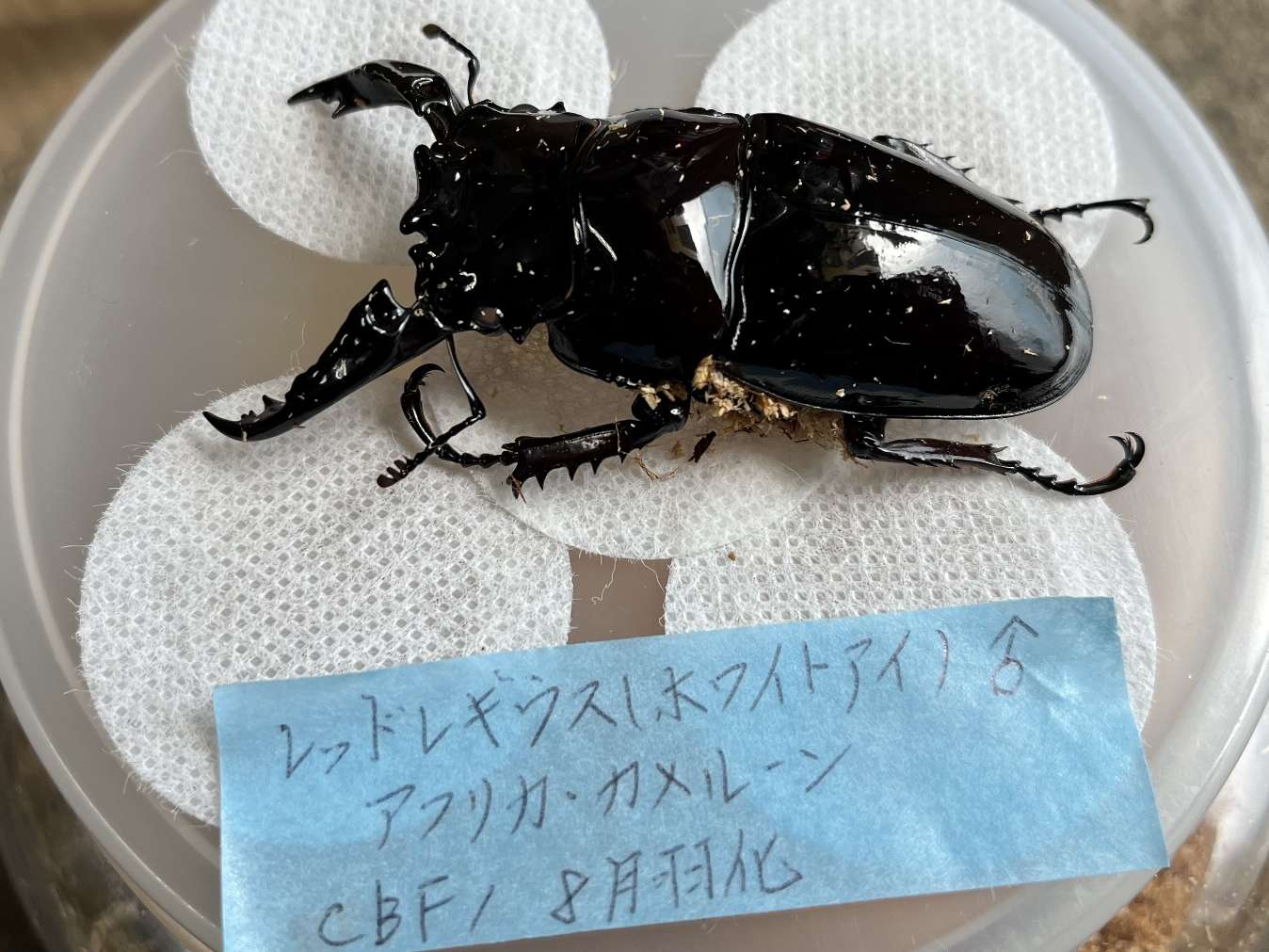 レギウスオオツヤクワガタ ポロロッカ足柄