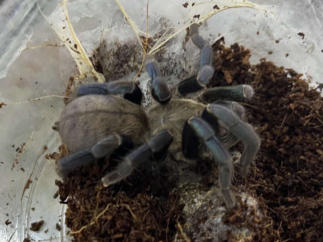 コバルトブルータランチュラ ポロロッカ足柄