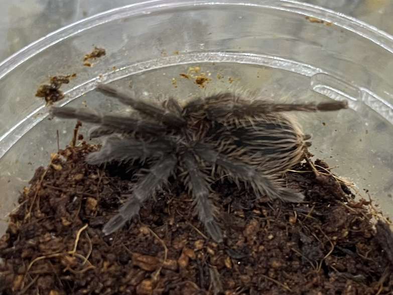 カーリーヘアータランチュラ ポロロッカ足柄