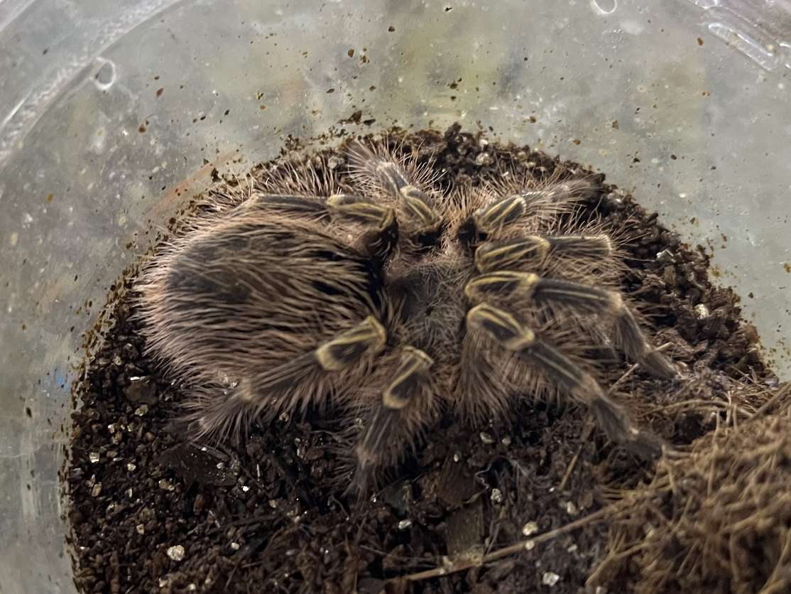 チャコジャイアントゴールデンストライプニータランチュラ ポロロッカ足柄