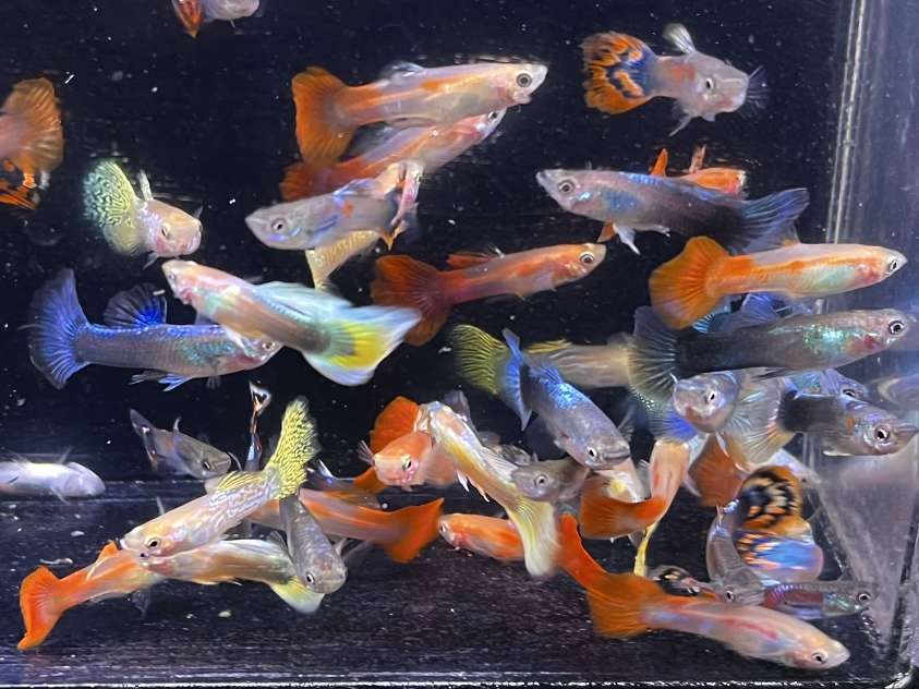 ミックスグッピー ポロロッカ足柄