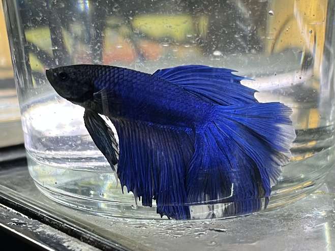 バタフライベタ♂ ポロロッカ足柄