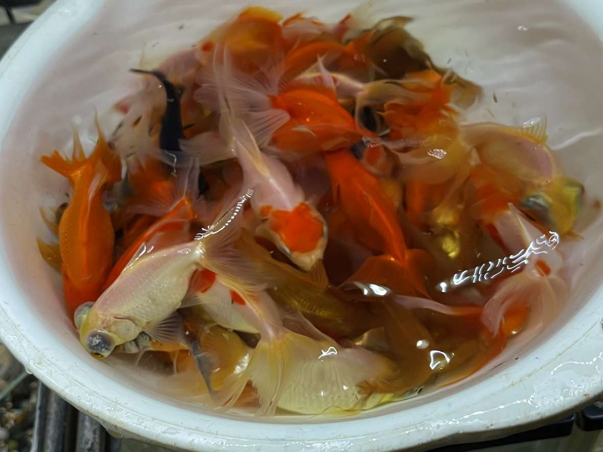 ミックス金魚 ポロロッカ足柄