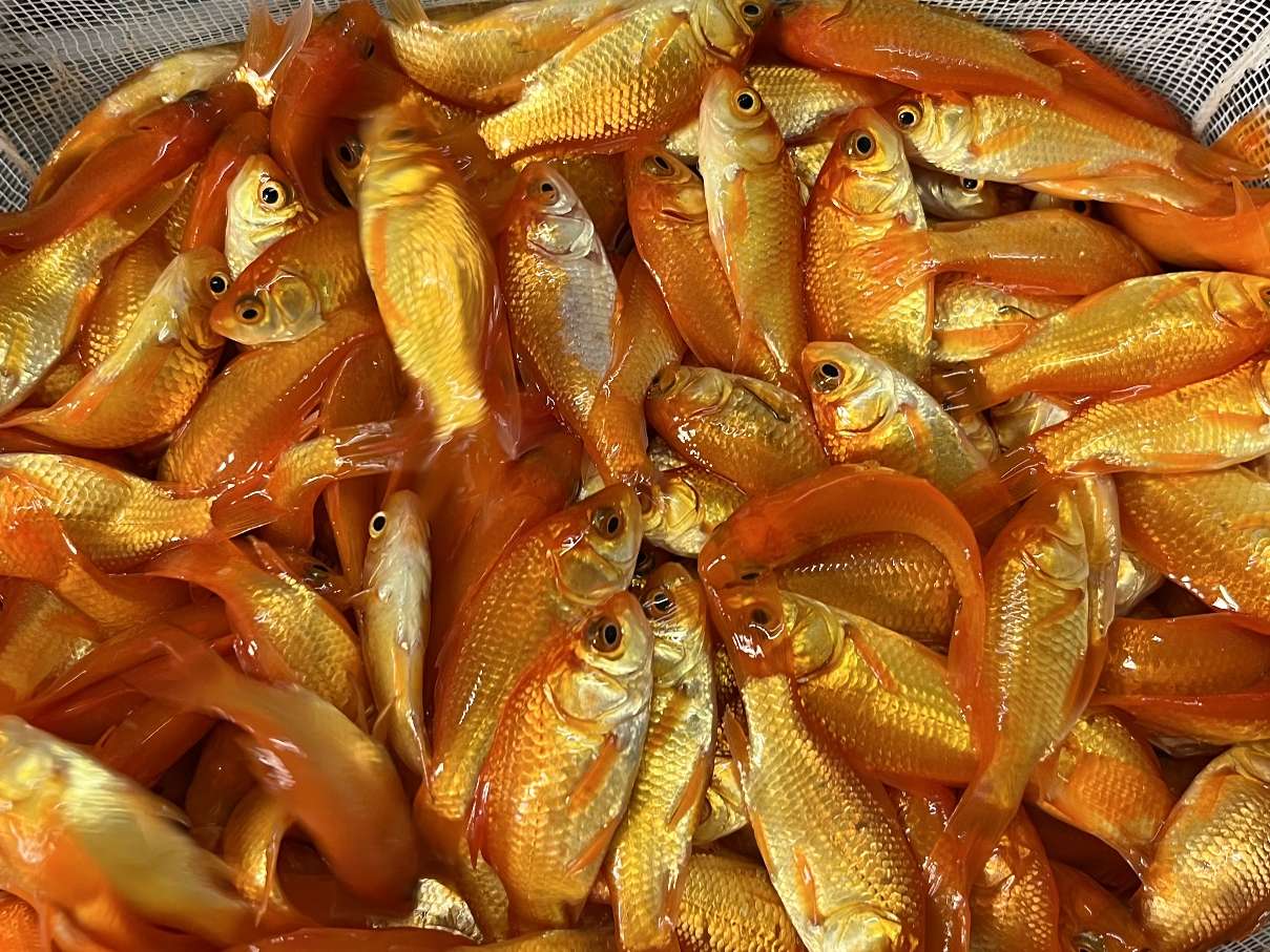 小赤、姉、ヒメダカ ポロロッカ足柄