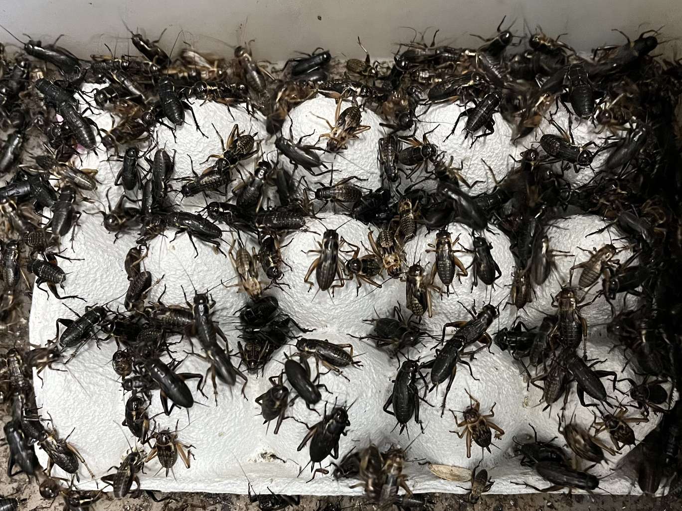 コオロギ ポロロッカ足柄