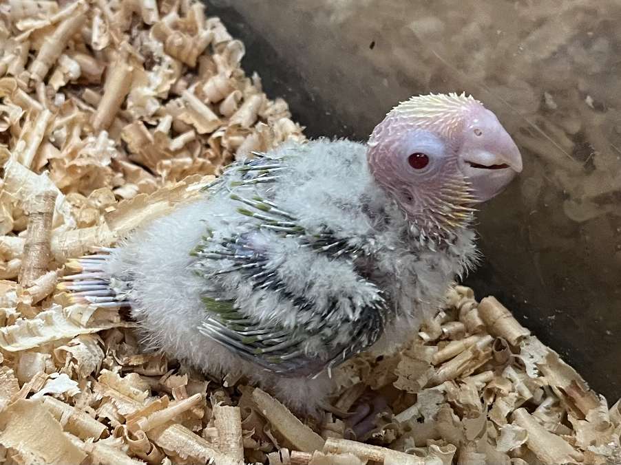 手乗りウロコインコ ポロロッカ足柄