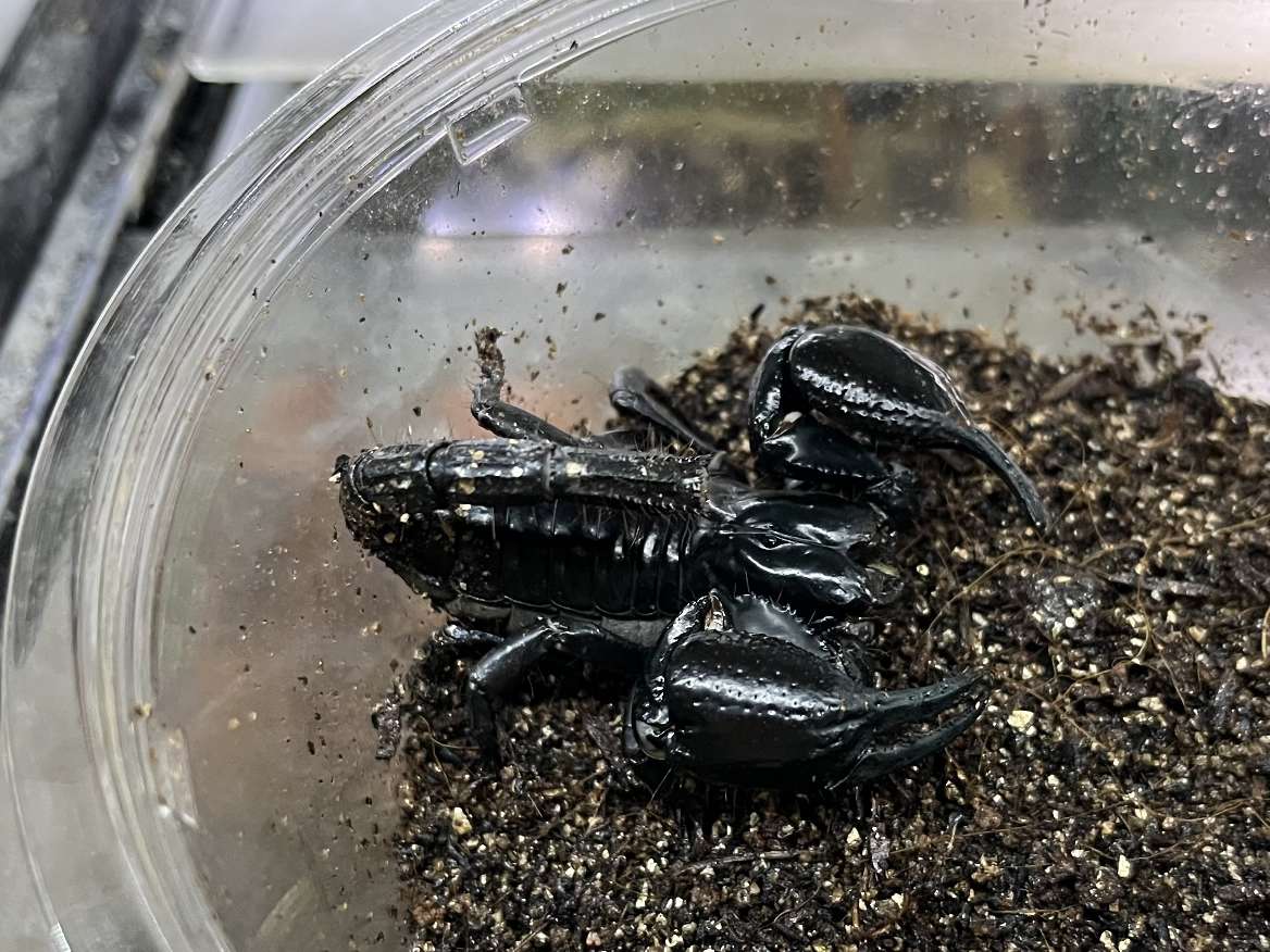 チャグロサソリ ポロロッカ足柄