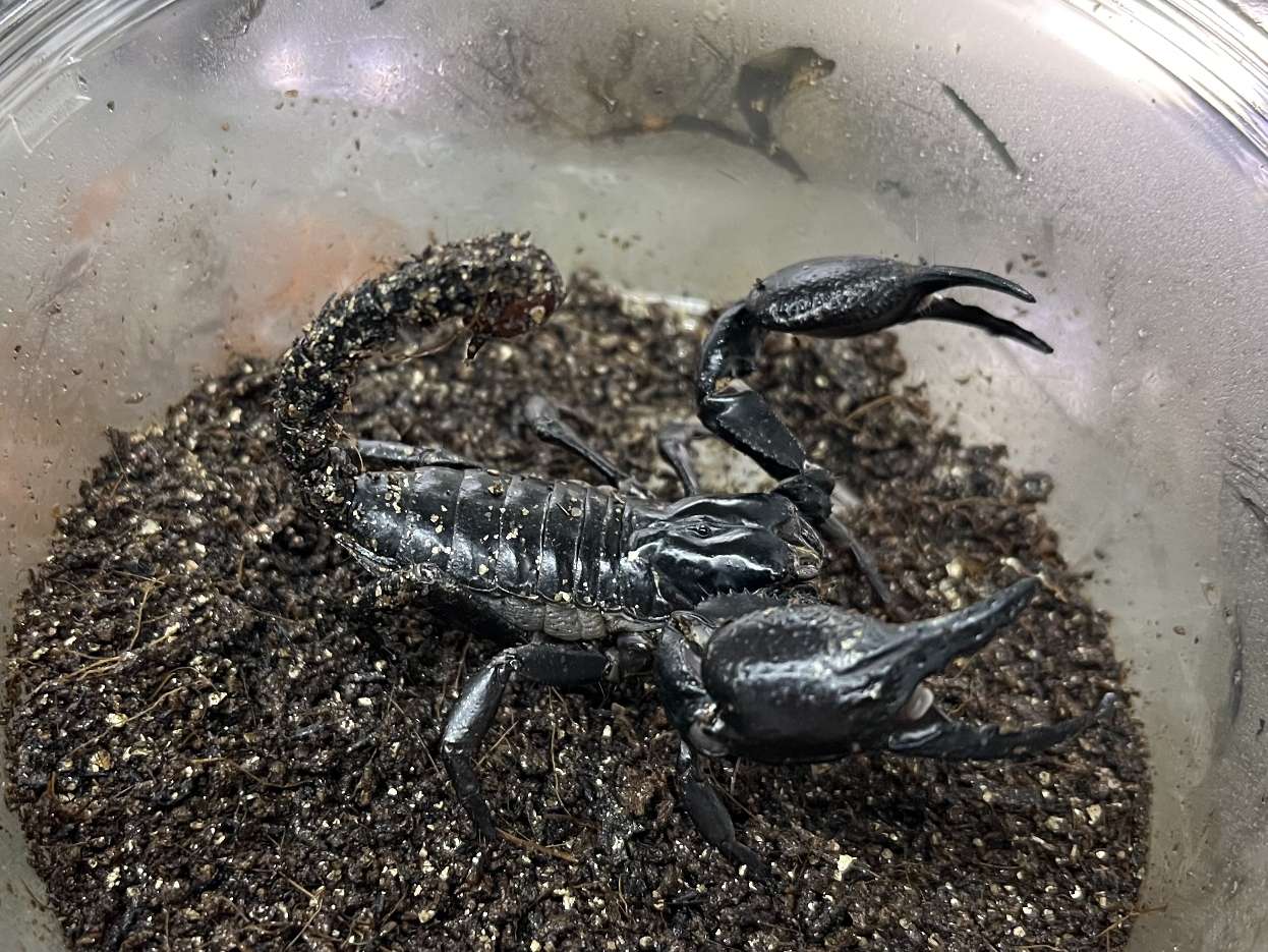 チャグロサソリ ポロロッカ足柄