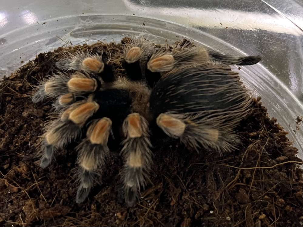 メキシカンレッドニータランチュラ ポロロッカ足柄