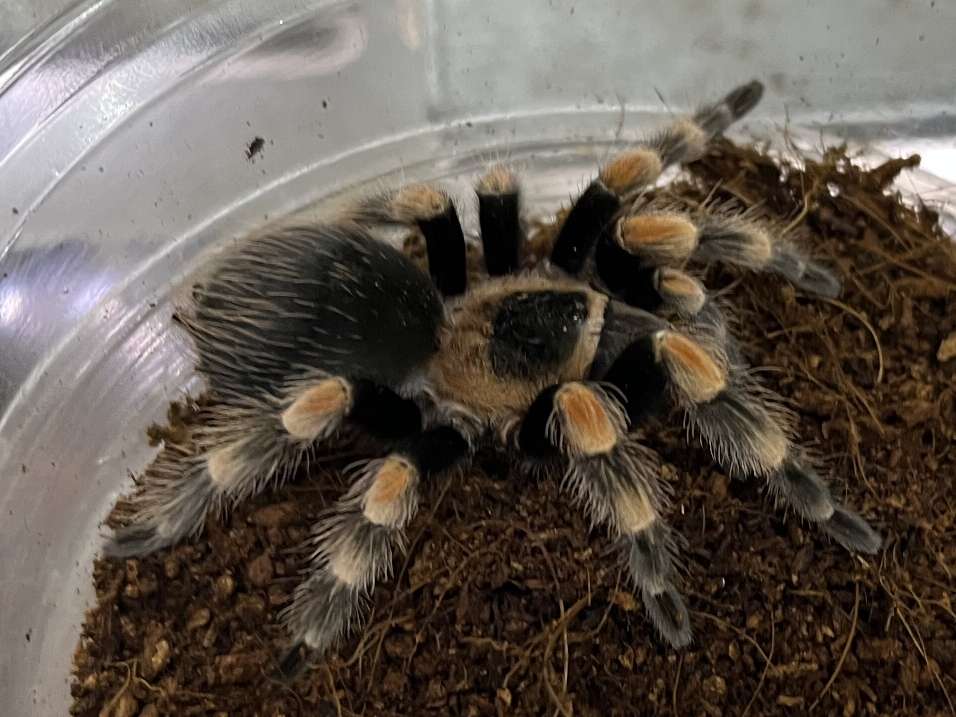 メキシカンレッドニータランチュラ ポロロッカ足柄