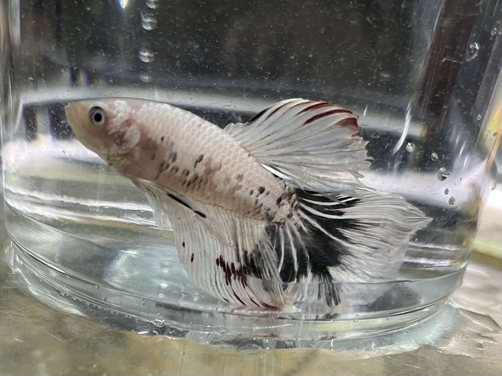 スーパーデルタテールベタ♂ ポロロッカ足柄