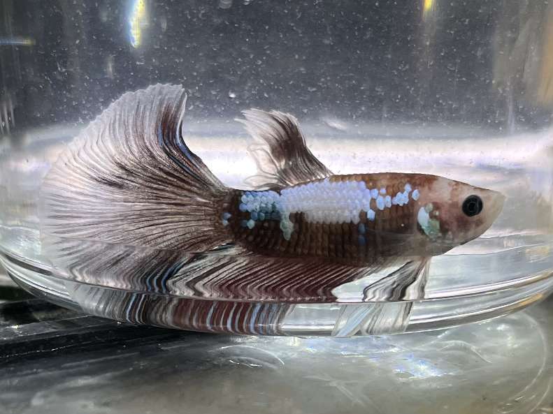 スーパーデルタテールベタ♂ ポロロッカ足柄