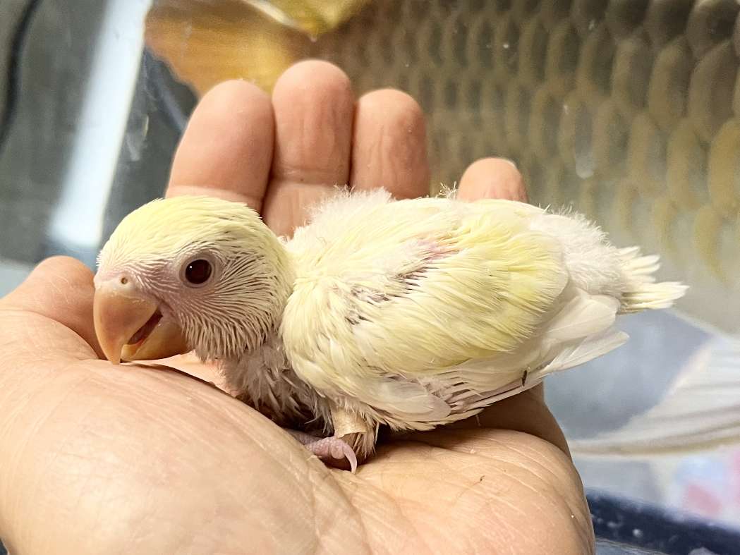 手乗り小桜インコ ポロロッカ足柄