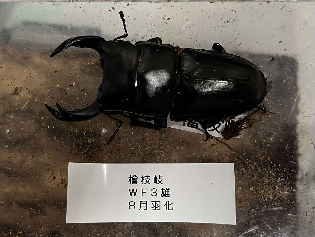 オオクワガタ ポロロッカ足柄