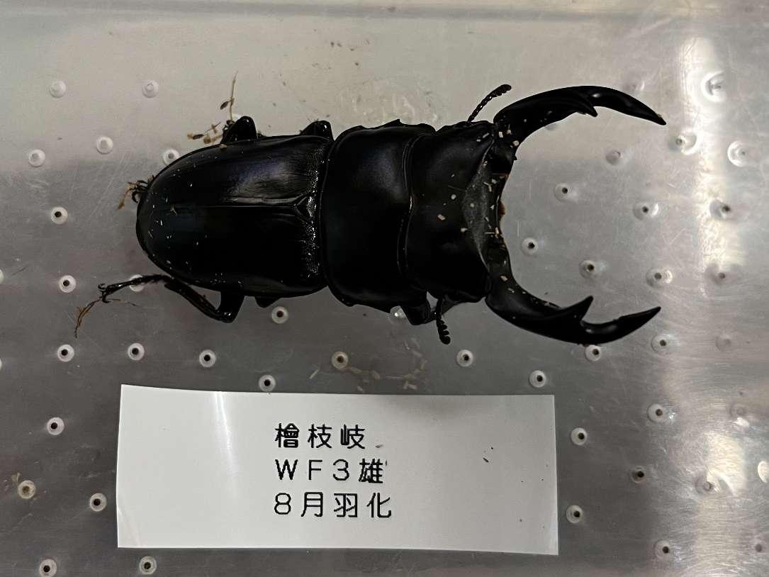 オオクワガタ ポロロッカ足柄