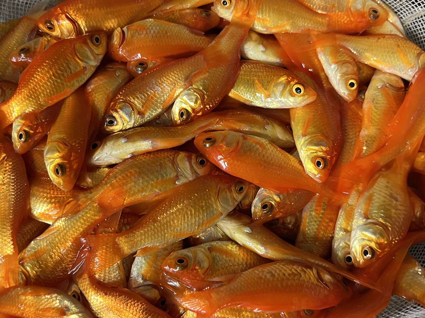 小赤、姉 ポロロッカ足柄