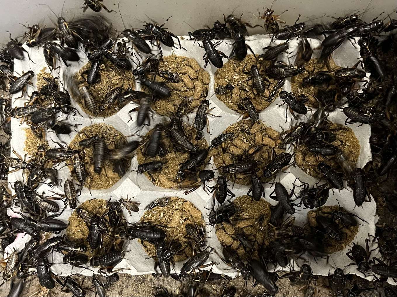 コオロギ ポロロッカ足柄