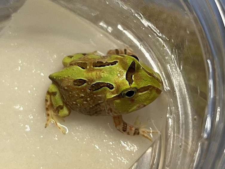 ホオコケツノガエル ポロロッカ足柄