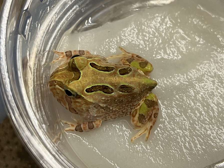 ホオコケツノガエル ポロロッカ足柄