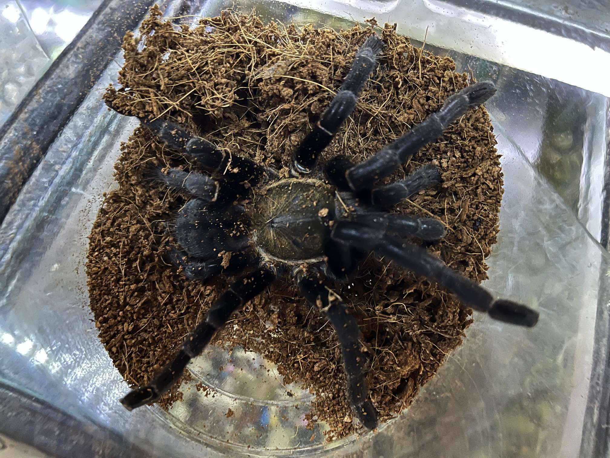 タイビッグブラックタランチュラ ポロロッカ足柄