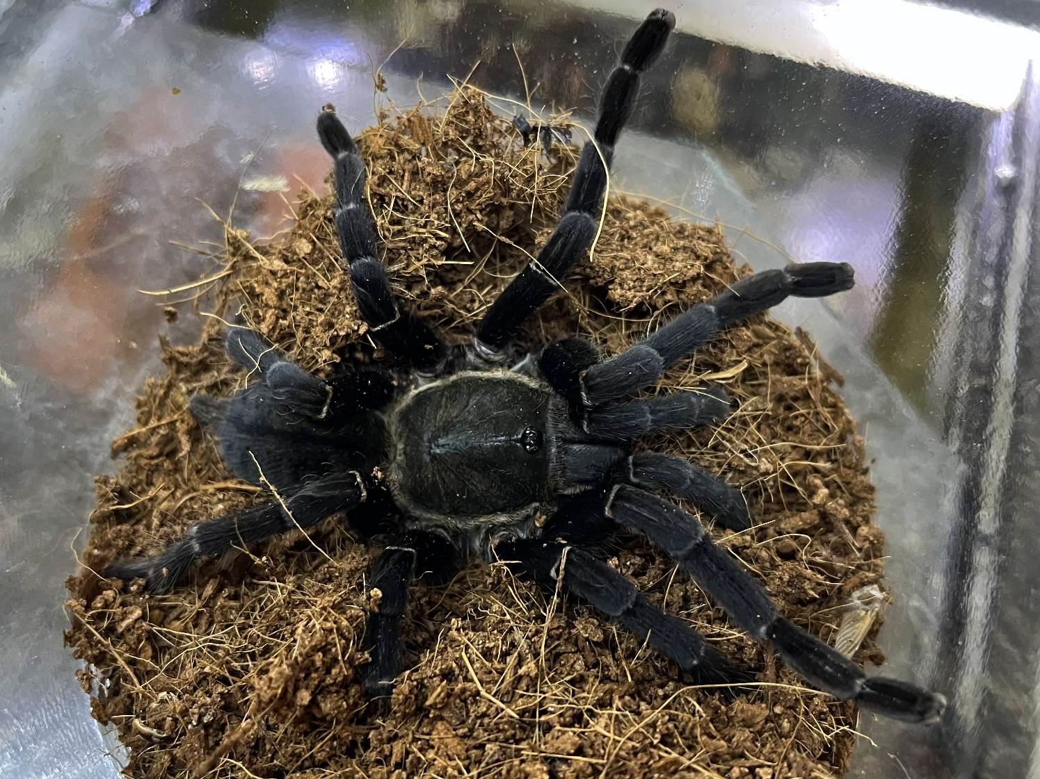 タイビッグブラックタランチュラ ポロロッカ足柄