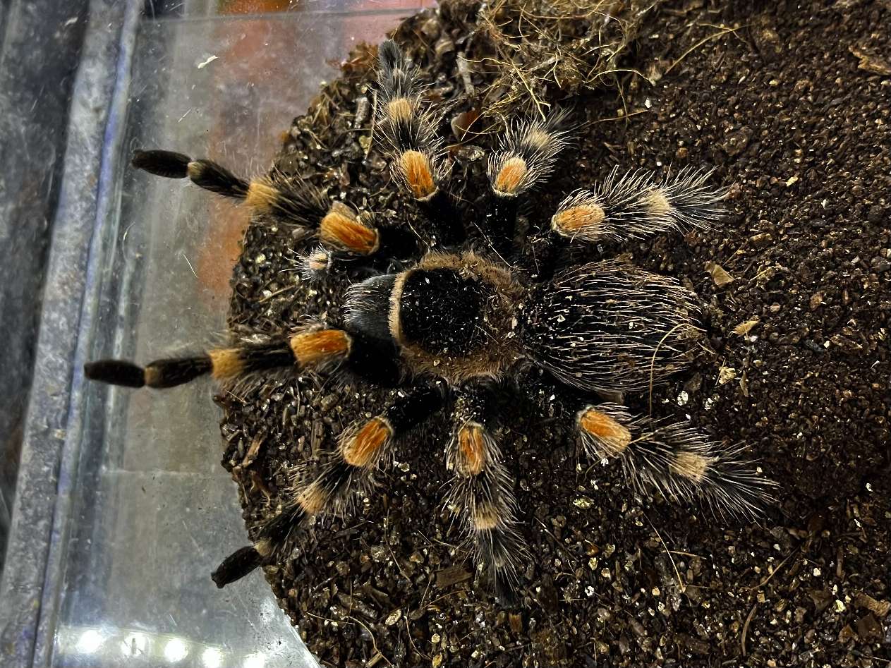 メキシカンレッドニータランチュラ ポロロッカ足柄