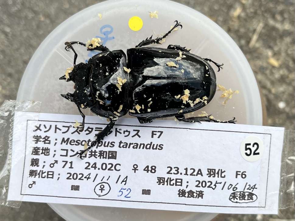 タランドゥス ポロロッカ足柄