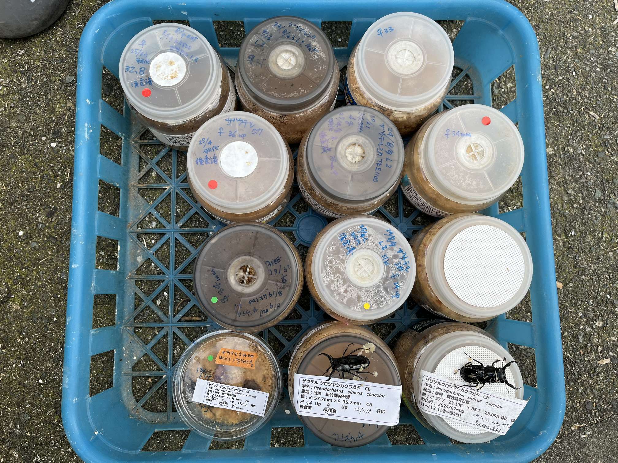 ザウテルクロツヤシカ ポロロッカ足柄