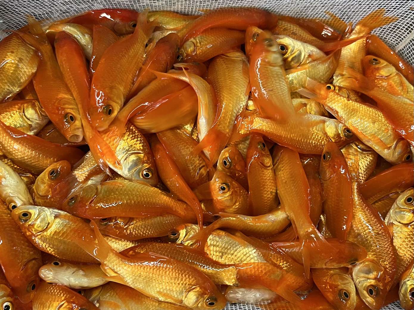 小赤、姉 ポロロッカ足柄