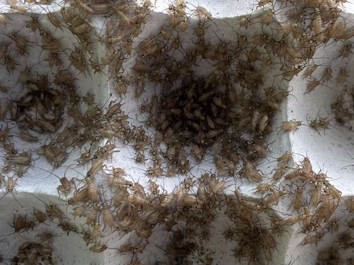 コオロギ ポロロッカ足柄