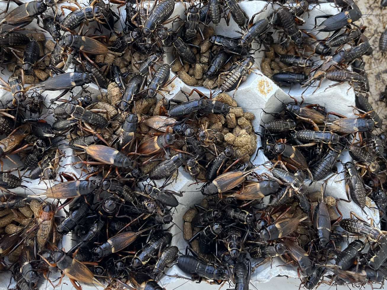 コオロギ ポロロッカ足柄