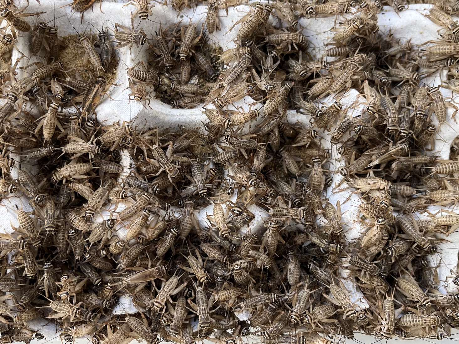 コオロギ ポロロッカ足柄