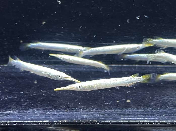 ゴールデンデルモゲニー ポロロッカ足柄