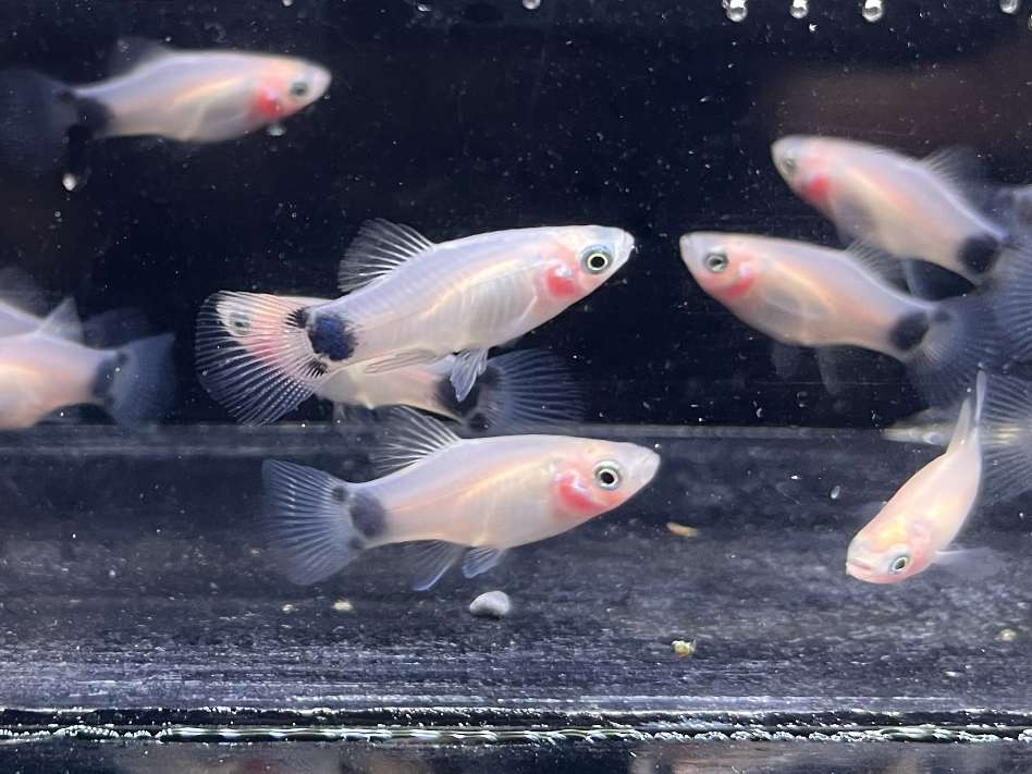 ミッキーマウスプラティ ポロロッカ足柄