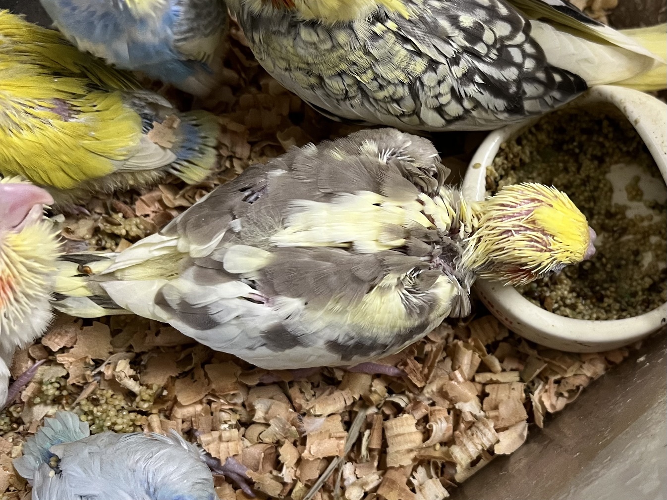 手乗りオカメインコ ポロロッカ足柄