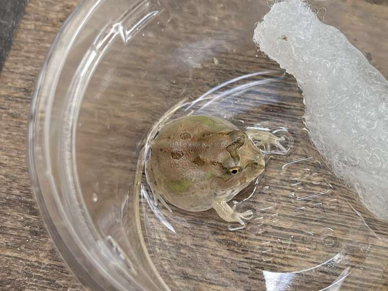 チャコガエル ポロロッカ足柄