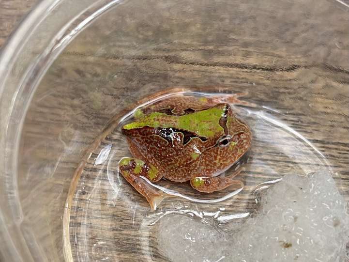 アマゾンツノガエル ポロロッカ足柄