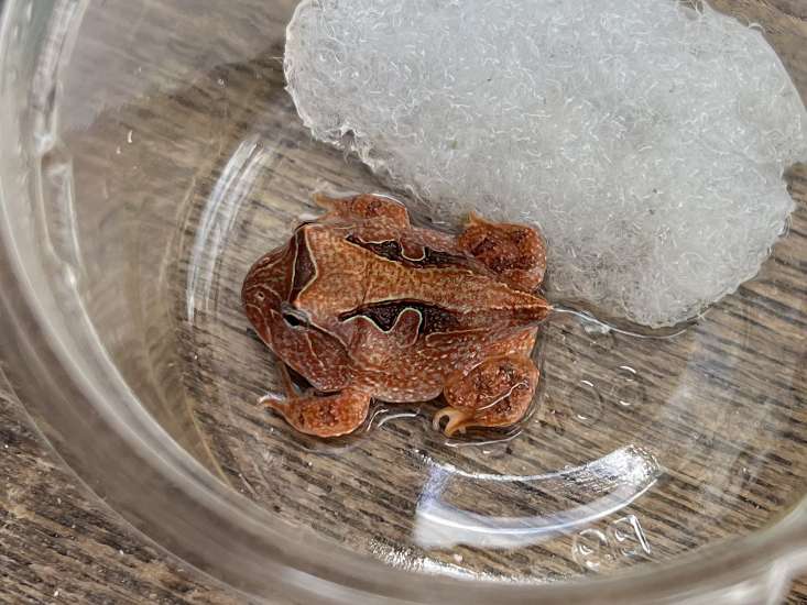 アマゾンツノガエル ポロロッカ足柄