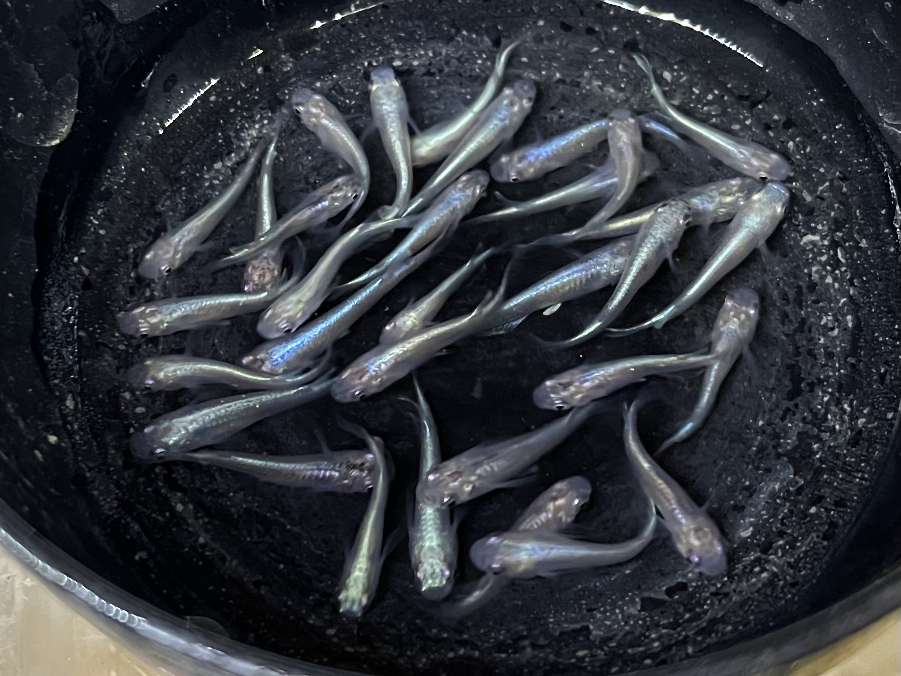 幹之メダカ ポロロッカ足柄