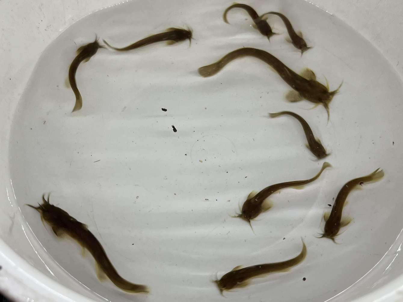 アカザ ポロロッカ足柄