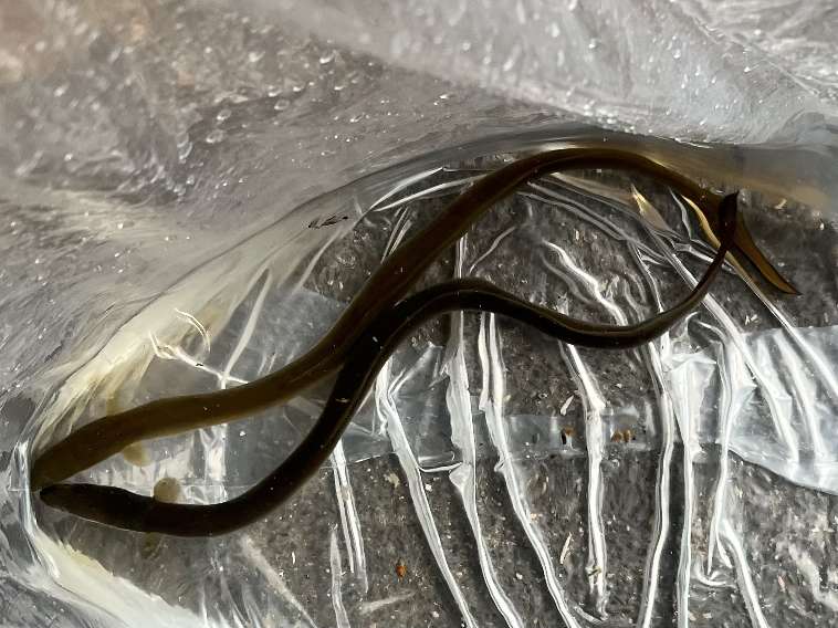 ウナギ ポロロッカ足柄