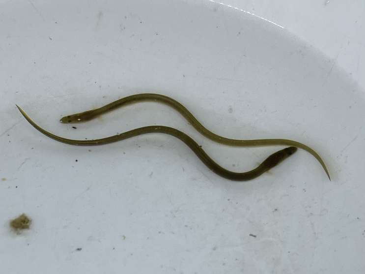 ウナギ ポロロッカ足柄